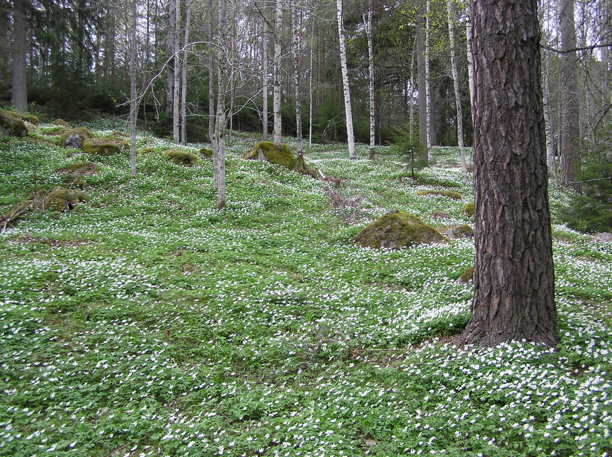 Hårsbäcksdalen