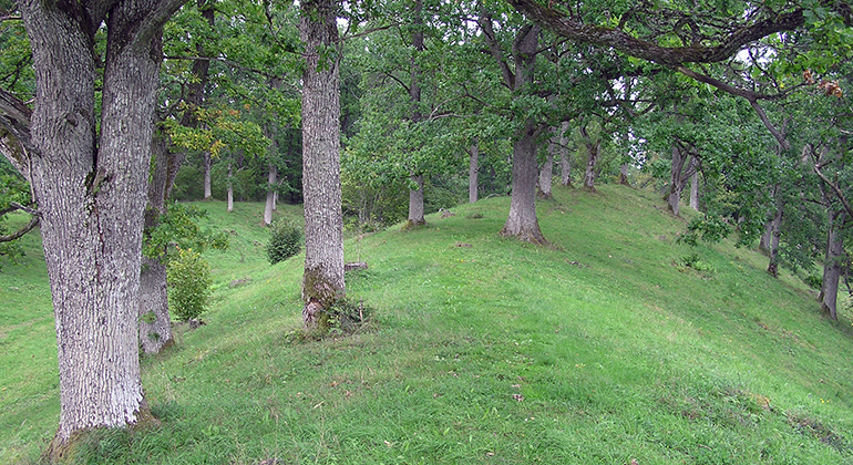 Baktrågens Naturreservat