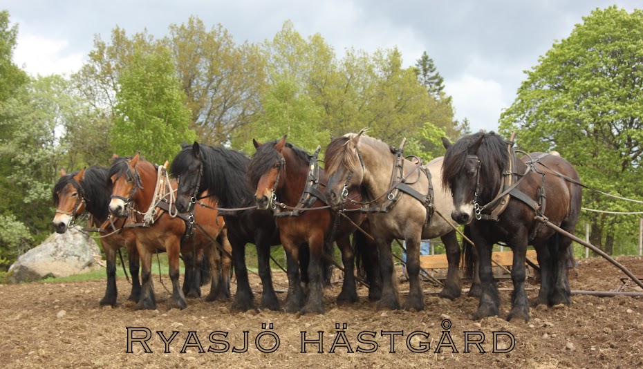 Ryasjö Hästgård